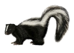 Skunks